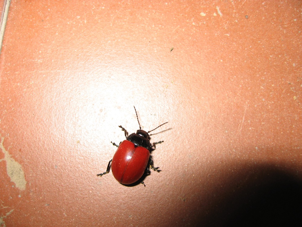 Chrysolina grossa o lucida? C. lutea